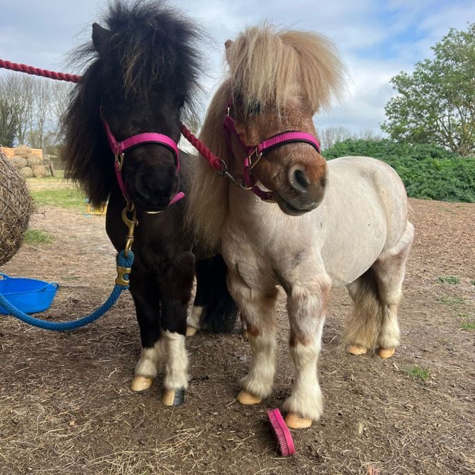 Therapy ponies Ralph and Jack during a visit in Kent